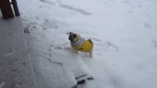fat pug tries its best to climb up 2 stairs