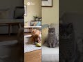 Cat and Dog Roommate Tension