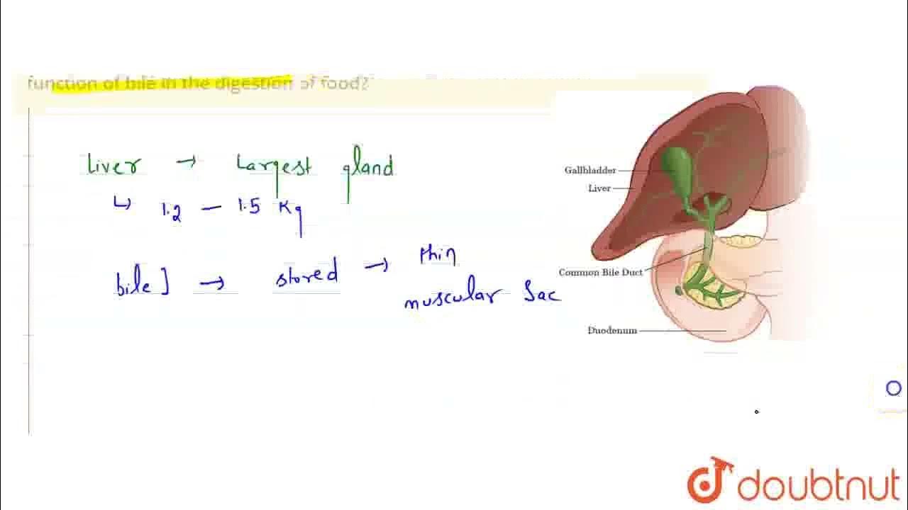 Which organ of the body sectres bile Where is bile stored What is the Biology Diagrams