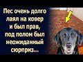 Пес очень долго лаял на ковер и был прав, под полом был…