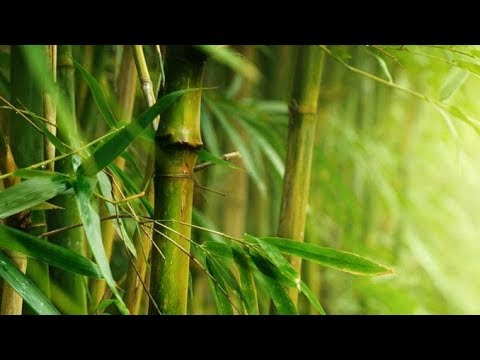 فيديو: هل الخيزران هو النبات الأسرع نموًا؟