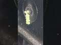 Eggs of Ladybugs......11eggs Amazing