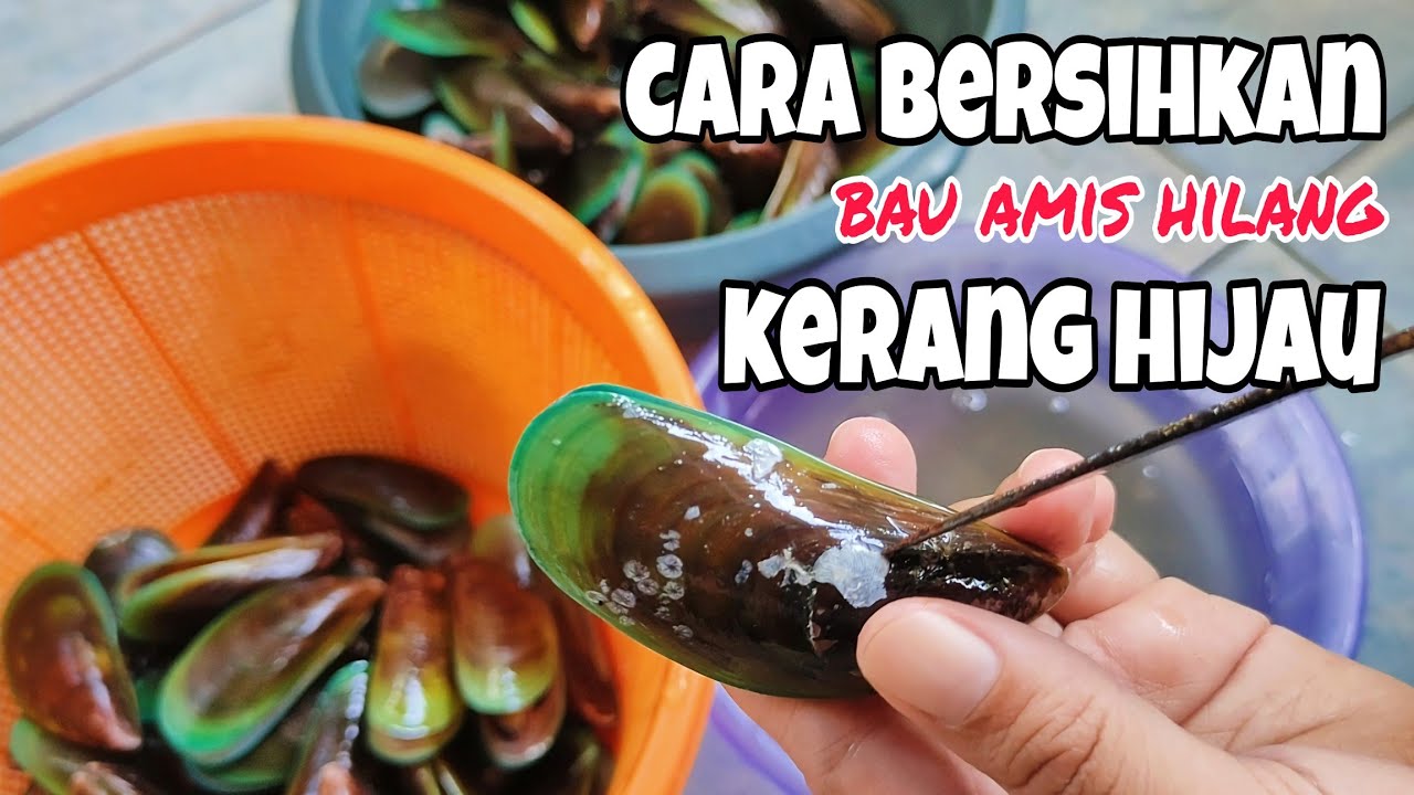 Cara merebus kerang ijo | bau amis hilang