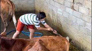 Bersih-bersih kandang Sapi #ternaksapi