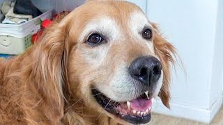 Retriever's face gets whiter to smile brighter for you