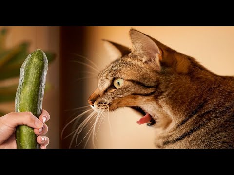 funny-cats-scared-of-cucumbers