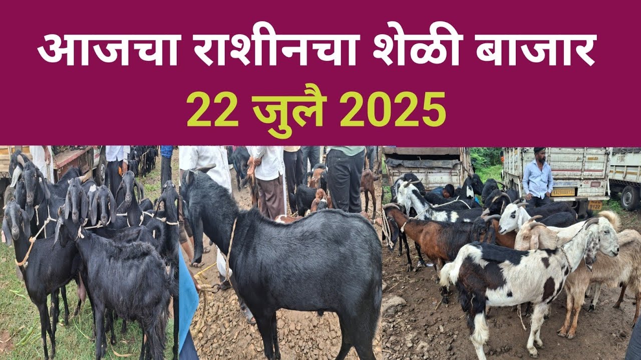 आजचा राशीनचा शेळी बाजार 22 जुलै 2025 || शेळी बोकड बाजार || Goat Market Rashin 2025