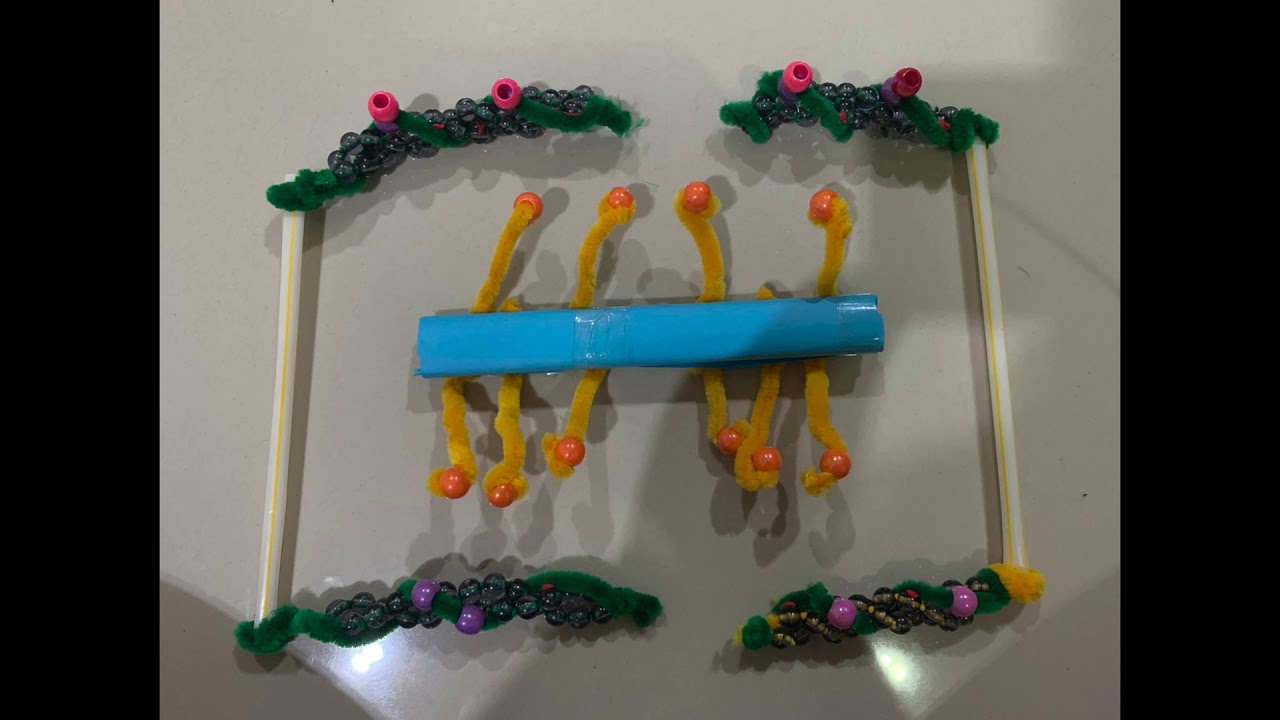 Sliding Filament Model YouTube Sliding Filament Model YouTube