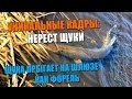 Уникальные кадры - Нерест щуки - Щука идет на нерест и прыгает на шлюзе, как форель