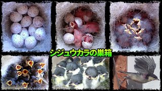 komachun2018の配信のサムネイル画像