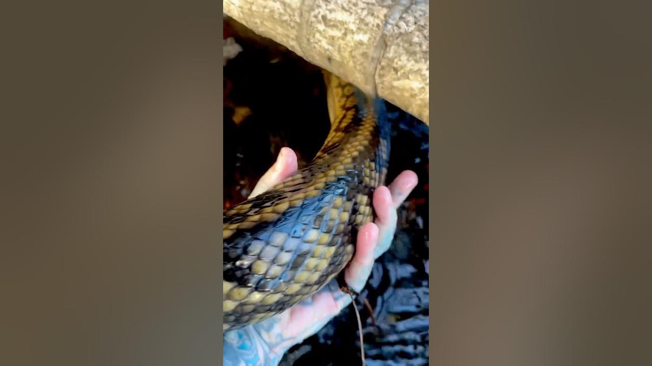 Scrub Python #paulstingray #reptiles #python - YouTube