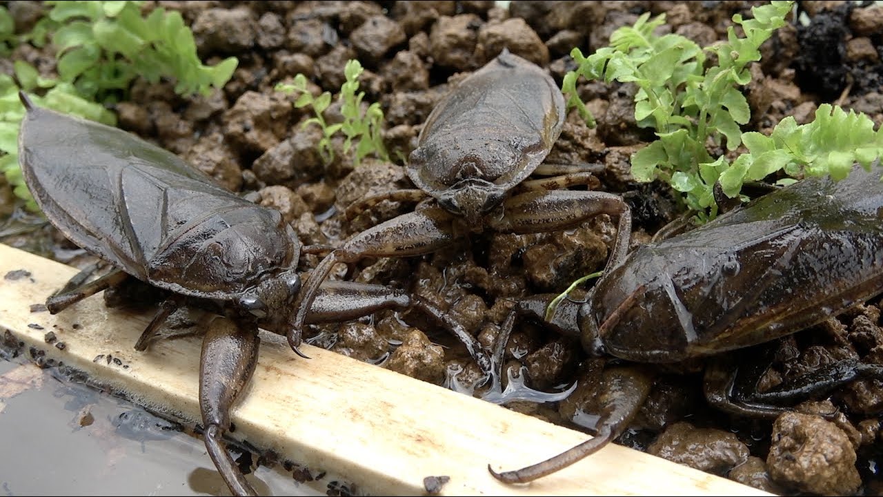 Я сделал летний случай черепахи. Однако···.