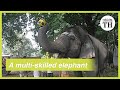 Gomathi the elephant plays football and the harmonica