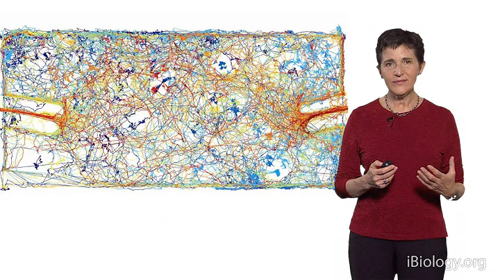 Deborah Gordon (Stanford) 2: The Evolution of Coll...