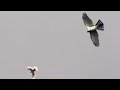 Ястреб тетеревятник атакует голубей/Again, the goshawk attacks my pigeons
