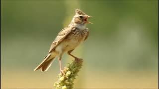 branjangan / skylark sonca crested lark gacor bunyi di alam liar #lark #branjangan