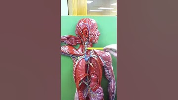 Lab Practical Midterm Pt. 3