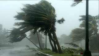 🔴Eliminate Insomnia To Deep Sleep With Terrible Hurricanes \& Powerful Thunder Sounds in the Forest