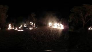 Grass Tree Burn Off 360 Degree