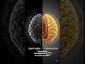 Neuroplasticity Explained in 60 Seconds #shorts #Brainsnacks #neuroscience #scienceexplained