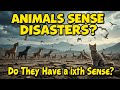 Why Do Some Animals Know Earthquakes Is There a Sixth Ability