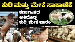 ಕುರಿ ಮತ್ತು ಮೇಕೆ ಸಾಕಾಣಿಕೆ | Sheep and Goat Farming in Kannada #sheepfarming  #goatfarming