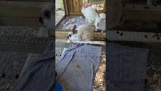 keeping rabbits cool in summer. #southeast texas #rabbits #bunnies #farm #rabbit hutch #too hot