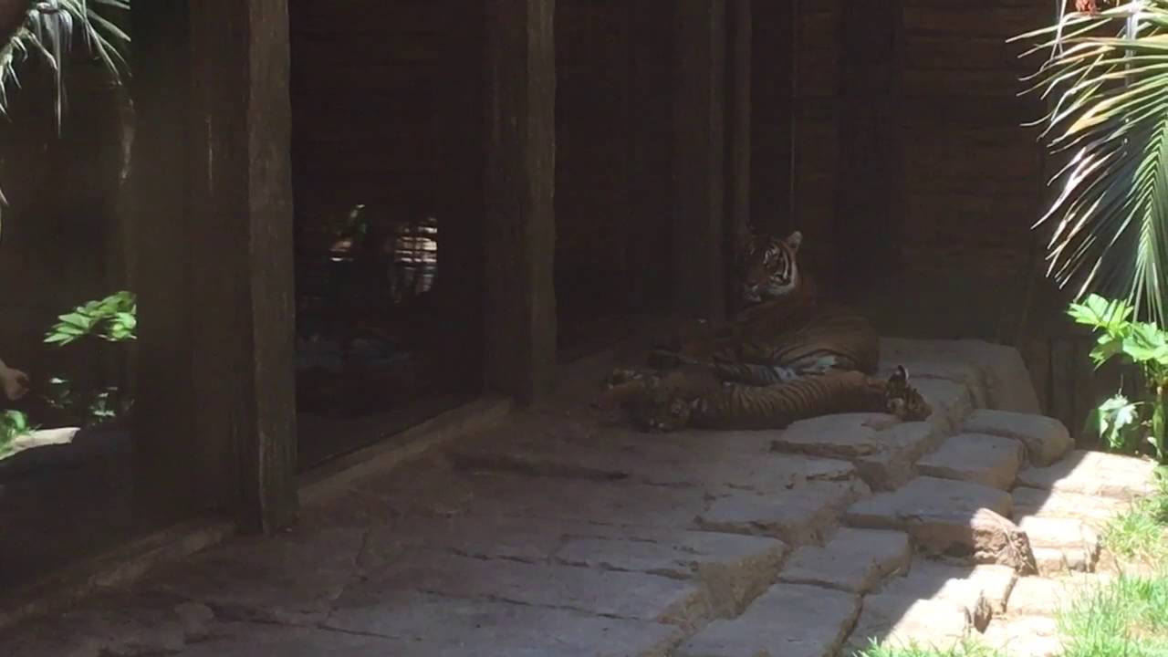 camera iphone 8 plus apk Tigers Safari Park ad
