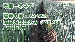 一本ネギ晩抽品種「陽春の宴（TSX-662）& 深緑のほほえみ（TSX-489）」品種特性説明