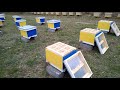 Beekeeping. Сила семей. В продолжение темы.