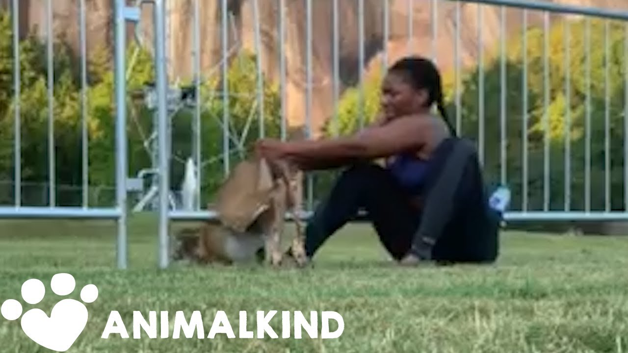 Runner turns into superhero with deer double rescue | Animalkind