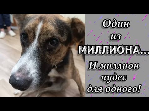 Один из миллиона… И миллион чудес для одного! История Вымпела