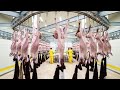Unbelievable Goat Factory System 🐐 – How They Mass-Produce Millions for Meat &amp; Milk