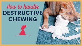 Puppy Training Tips for Destructive Chewers