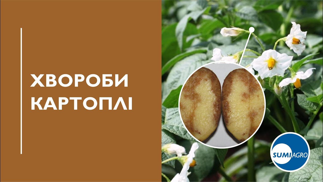 Основні хвороби картоплі та ефективні рішення
