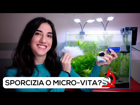 Video: Come Pulire La Parete Di Un Acquario