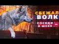 Побег волка с участка. Соседи в шоке.