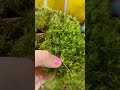 Cushion Moss : The Soft, Stylish Moss Taking Over Shade Gardens! #nativeplants #nativeperennials