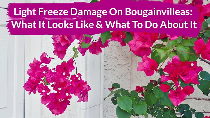 Reviving Your Bougainvillea: Tips for Treating Light Freeze Damage