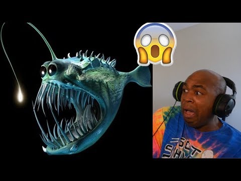 The Ocean Is Way Deeper Than You Think | Reaction