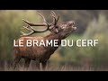 Le brame du cerf