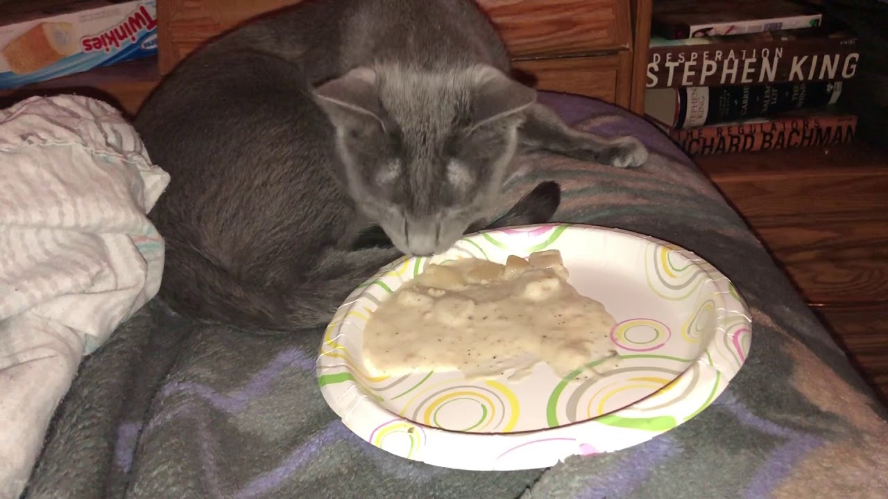 Wild Cat Eats Clam Chowder! Asmr Fat Cats!