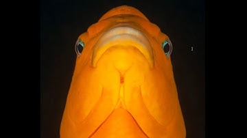 nathan fenoglio - Mutating Jerk (the rate of change of acceleration with time)