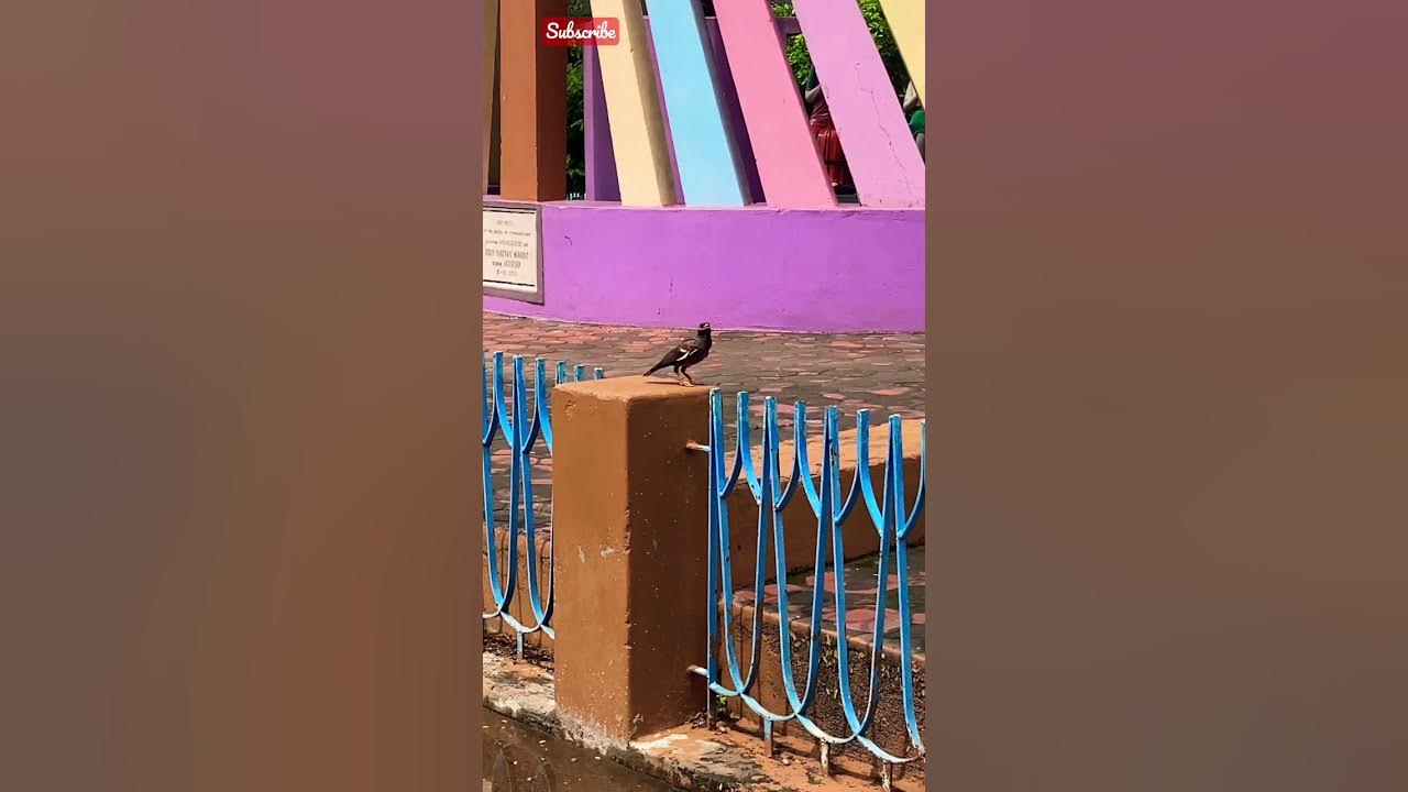 Gorinka bird fear jump #short - YouTube