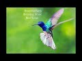 Beautiful Birds with Relaxing Music and Bird Songs