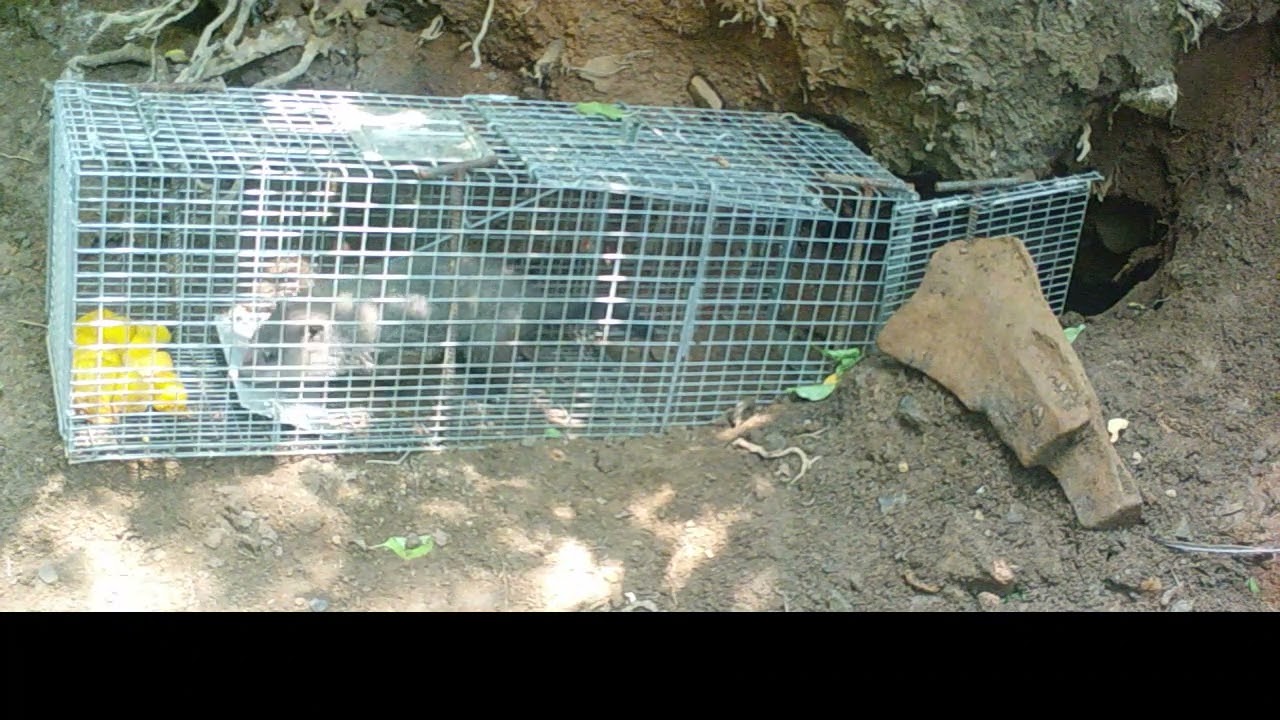 Safeguard 53000 - Groundhog trap