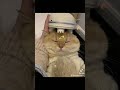 cat massager so Comfortable