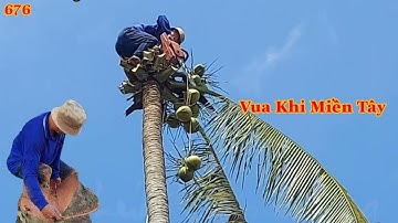 Vua Khỉ Miền Tây cưa khớp khúc cây Dừa cao khoảng 18 mét, để chủ nhà làm ... ? Cutting coconut tree