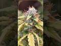 🍓🍌 Strawberry Banana by Growers Choice Seeds | Ready for Harvest! 🌿✨#shorts