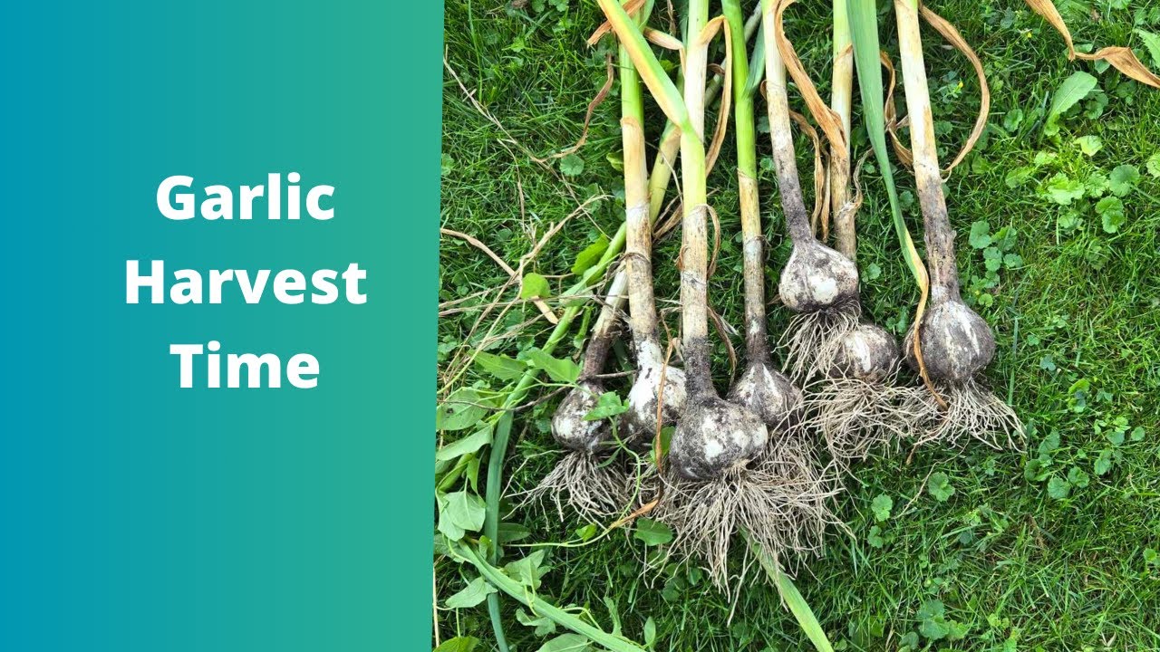 Time to harvest the garlic youtube
